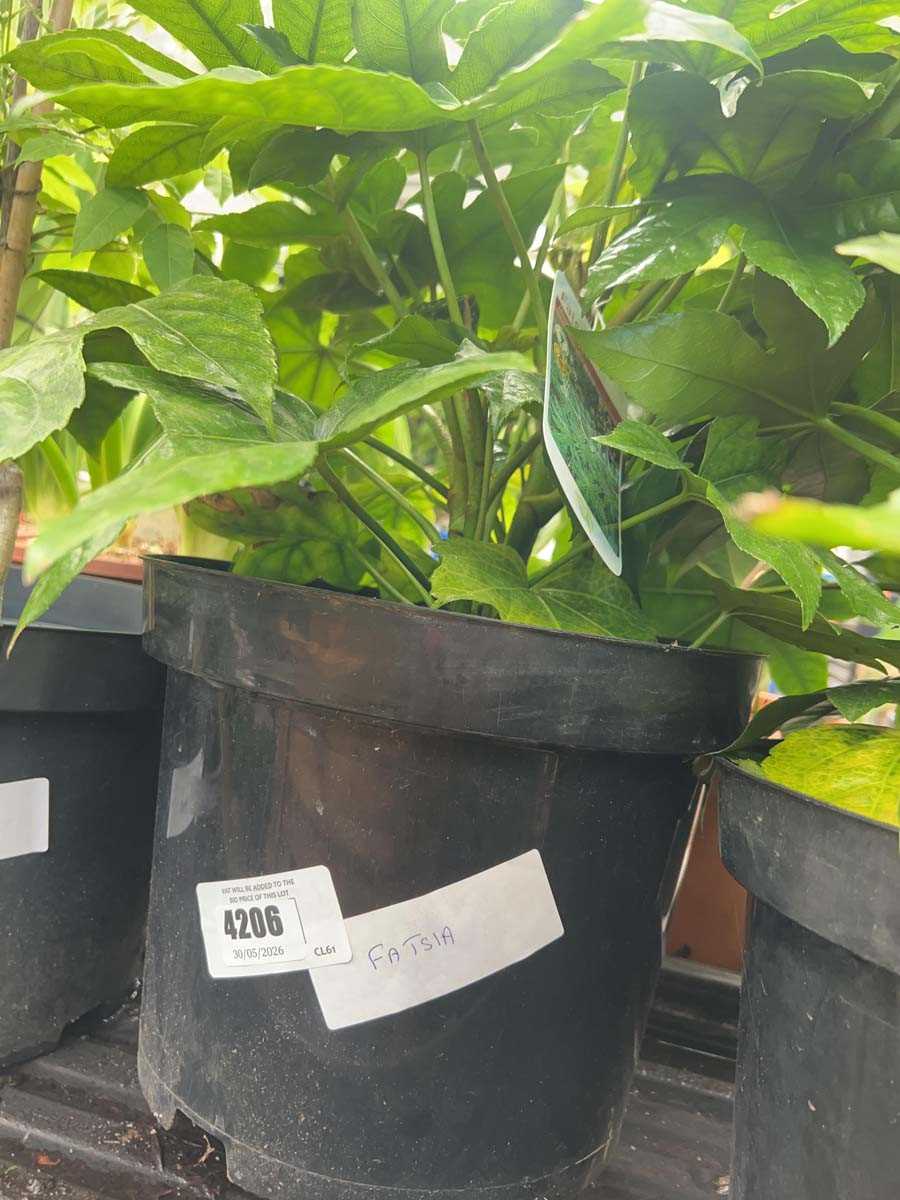 Lot 4206 - Fatsia