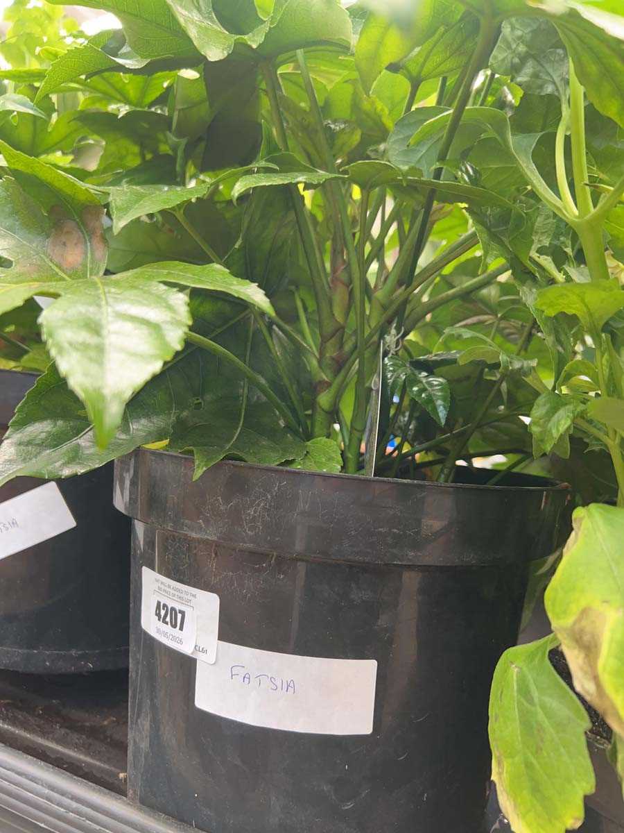 Lot 4207 - Fatsia
