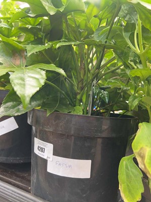Lot 4207 - Fatsia