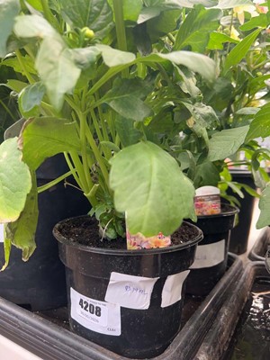 Lot 4208 - Dahlia