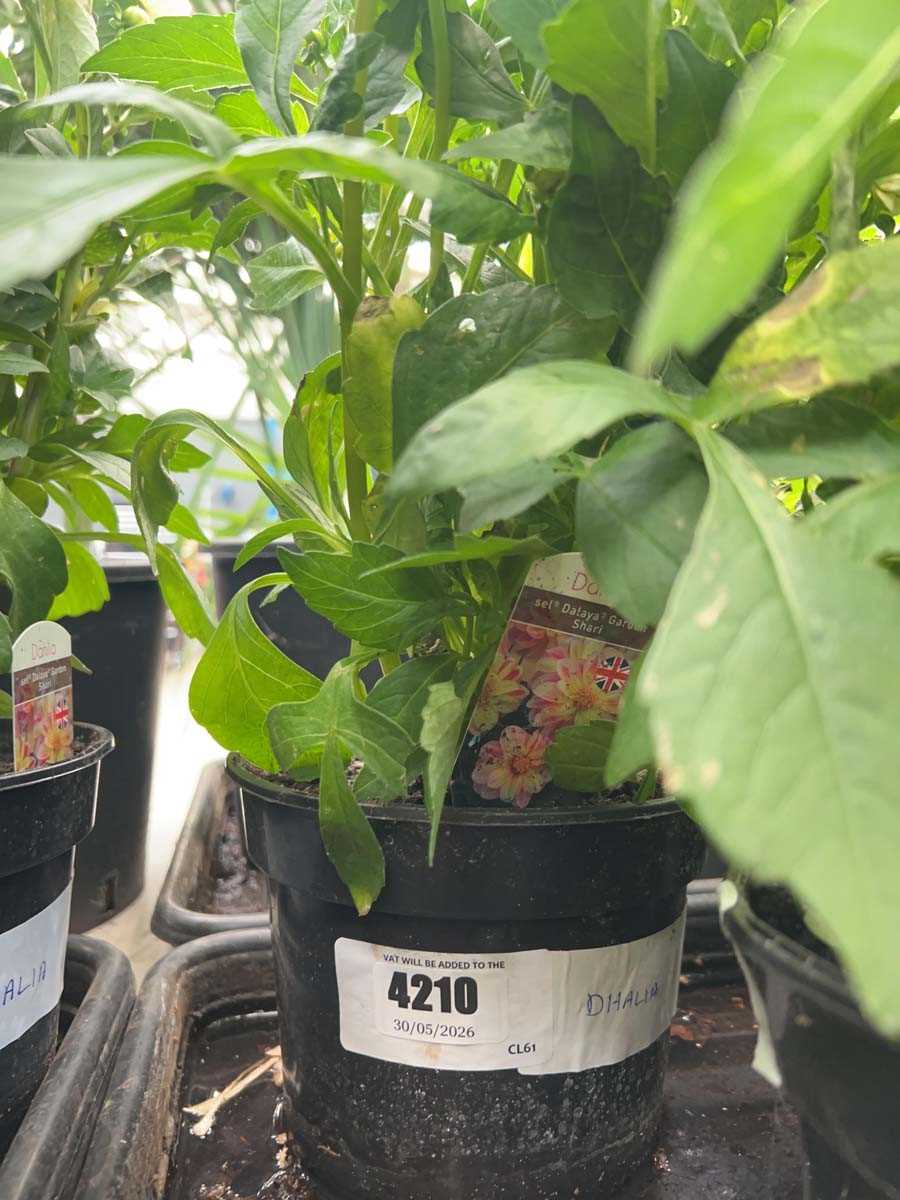 Lot 4210 - Dahlia
