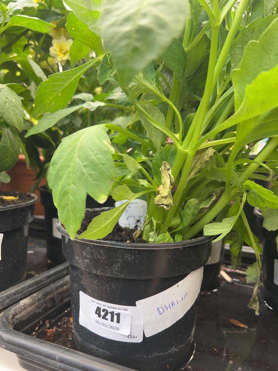 Lot 4211 - Dahlia