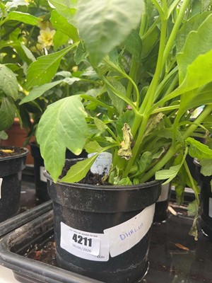 Lot 4211 - Dahlia