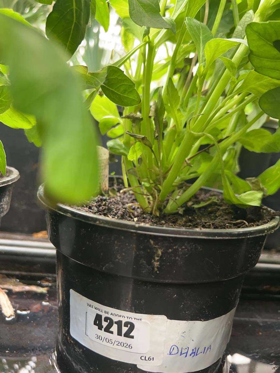 Lot 4212 - Dahlia