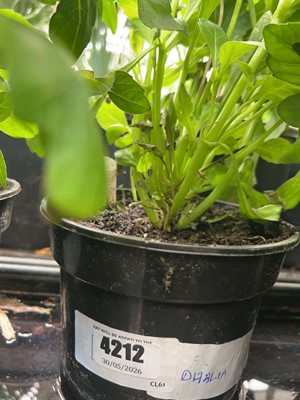Lot 4212 - Dahlia