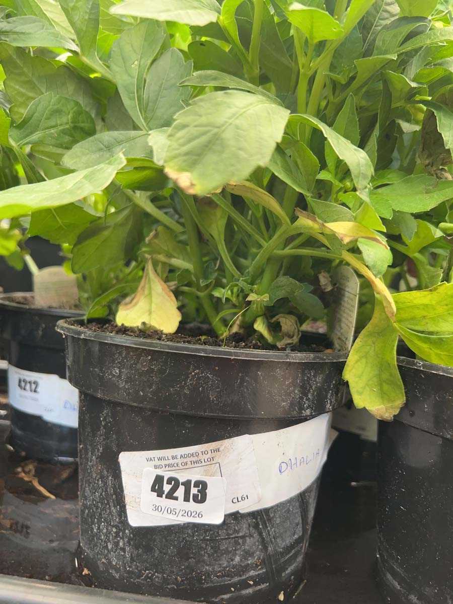 Lot 4213 - Dahlia