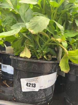 Lot 4213 - Dahlia
