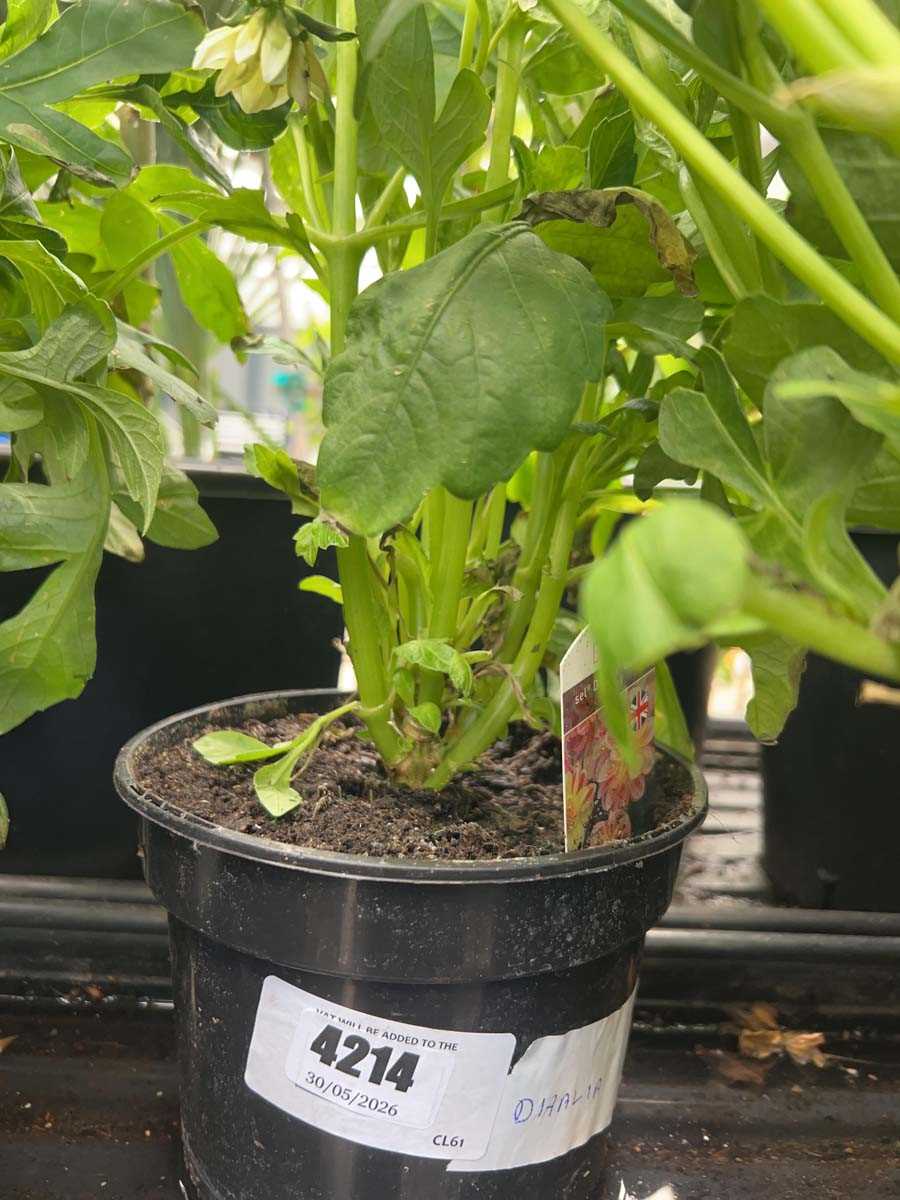 Lot 4214 - Dahlia