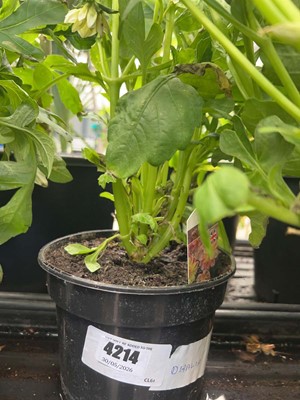 Lot 4214 - Dahlia