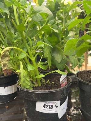 Lot 4215 - Dahlia