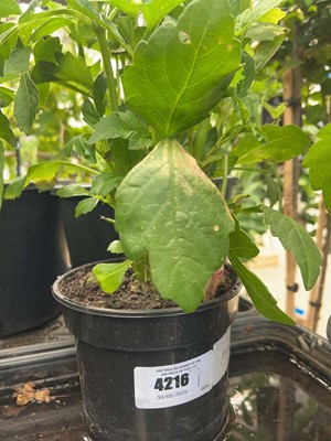 Lot 4216 - Dahlia