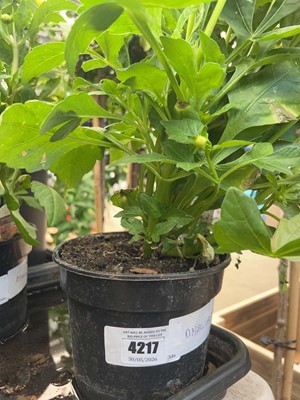 Lot 4217 - Dahlia