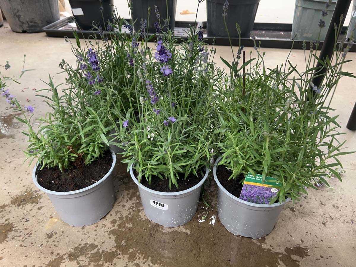 Lot 4218 - 6 pots of lavendar