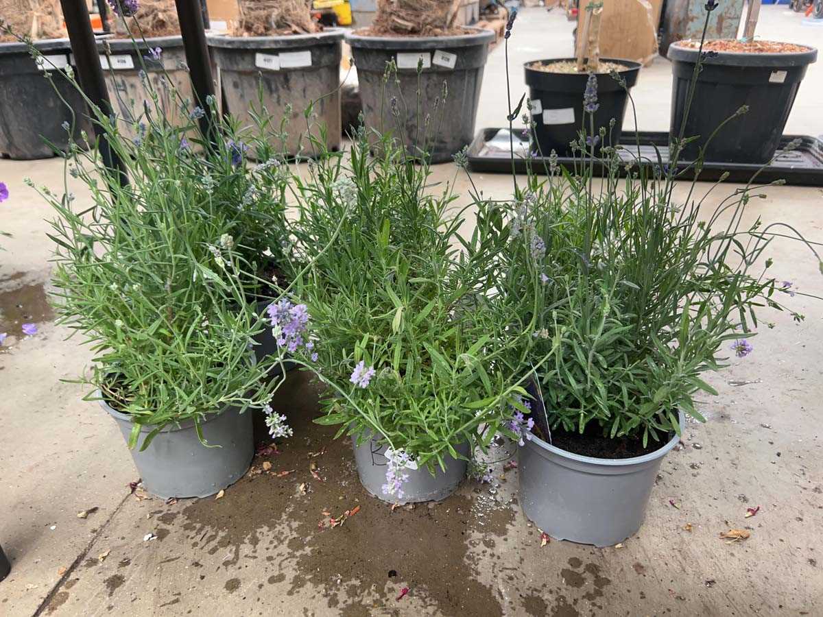 Lot 4219 - 6 pots of Lavender plants