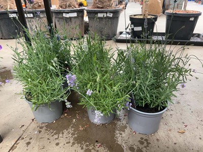 Lot 4219 - 6 pots of Lavender plants