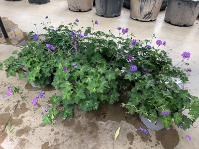 Lot 4220 - 6 pots of Hardy Geranium Azure Rush