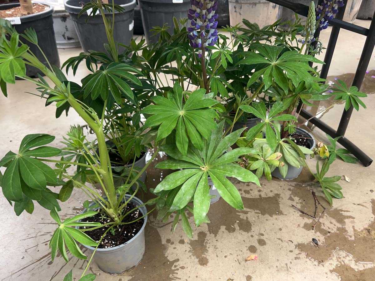 Lot 4221 - Six pots of Lupin, mixed
