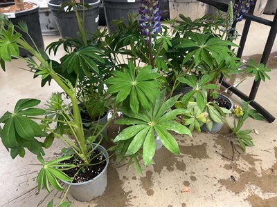 Lot 4221 - Six pots of Lupin, mixed
