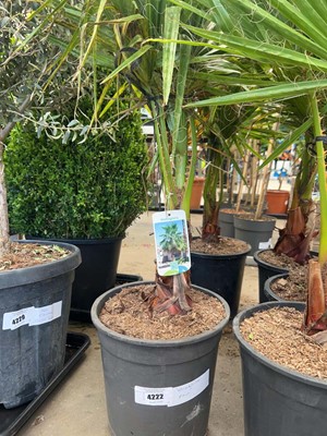 Lot 4222 - Washingtonia Palm