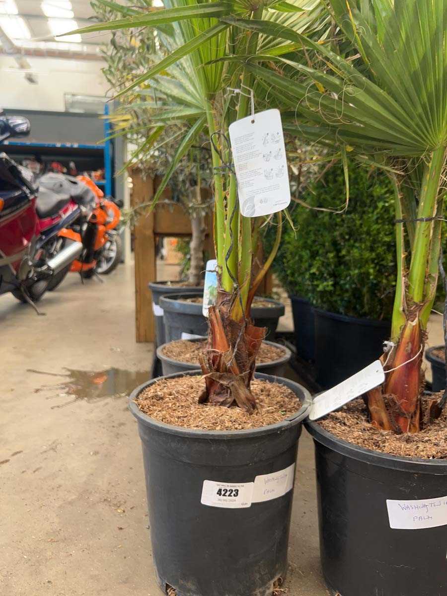 Lot 4223 - Washingtonia Palm