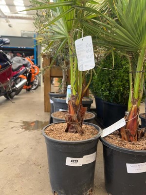 Lot 4223 - Washingtonia Palm