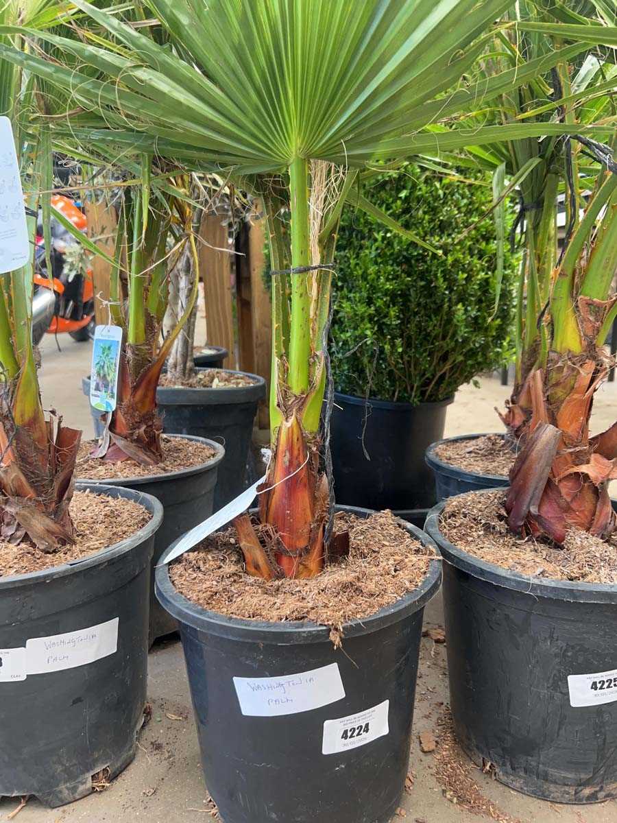 Lot 4224 - Washingtonia Palm