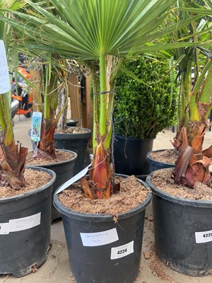 Lot 4224 - Washingtonia Palm
