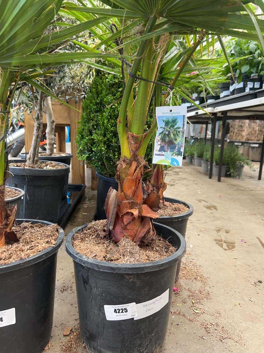 Lot 4225 - Washingtonia Palm