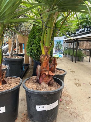 Lot 4225 - Washingtonia Palm