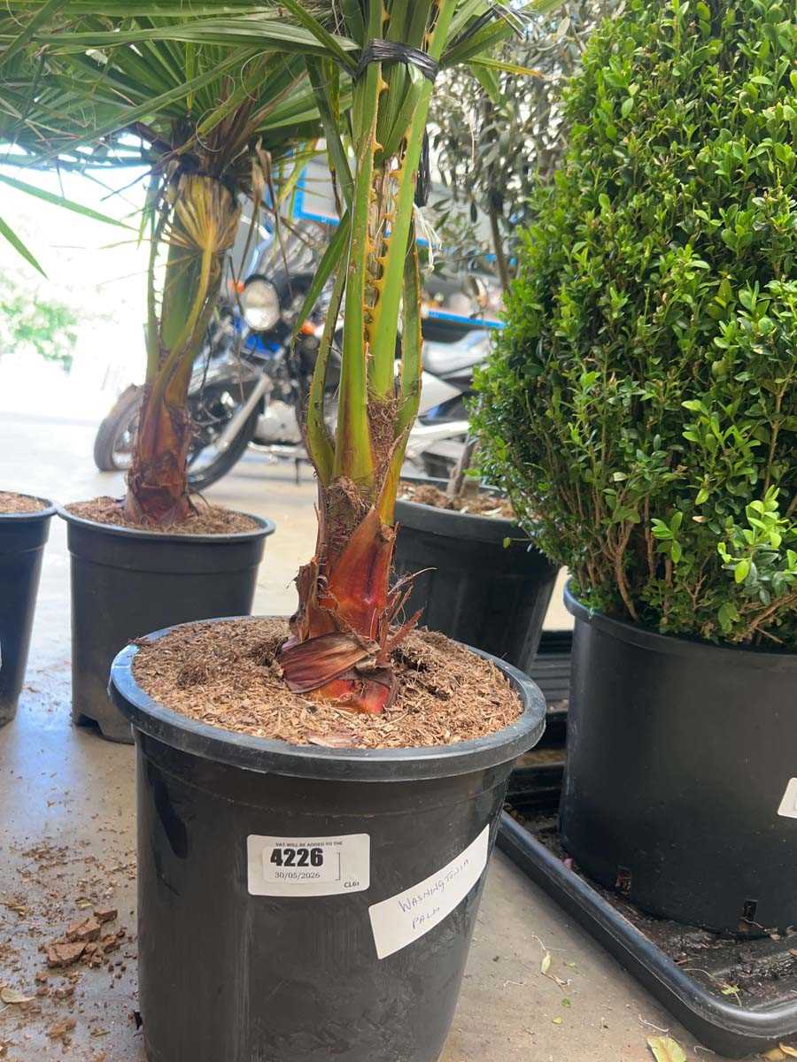 Lot 4226 - Washingtonia Palm