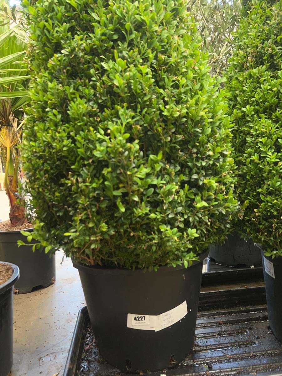 Lot 4227 - Large Buxus pyramid