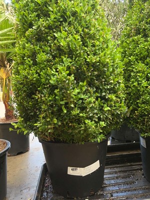 Lot 4227 - Large Buxus pyramid