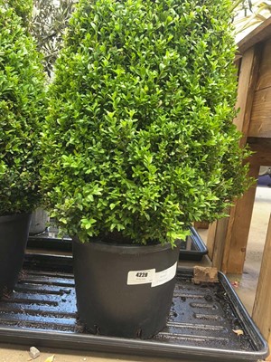 Lot 4228 - Large Buxus pyramid