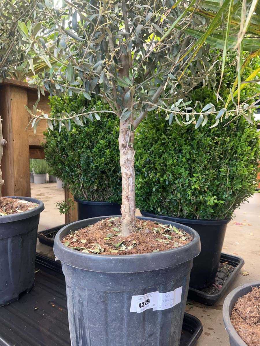 Lot 4229 - Standard Olive Tree