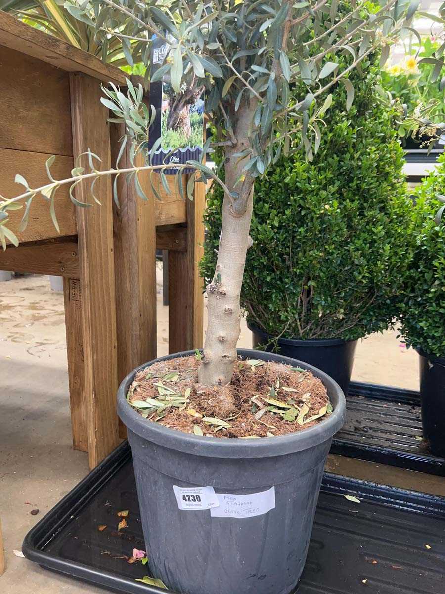 Lot 4230 - Standard Olive Tree