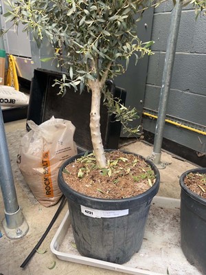 Lot 4231 - Standard Olive Tree