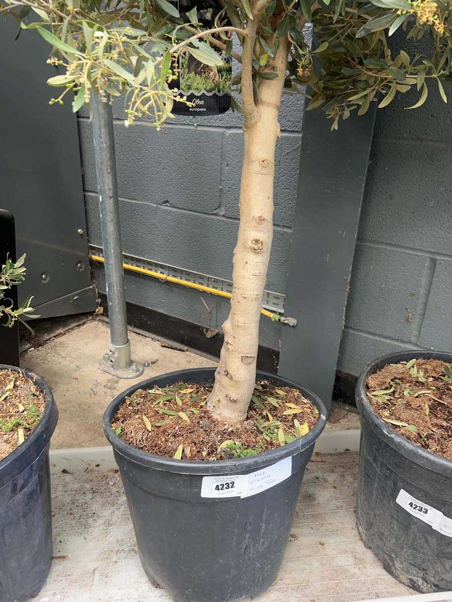Lot 4232 - Standard Olive Tree