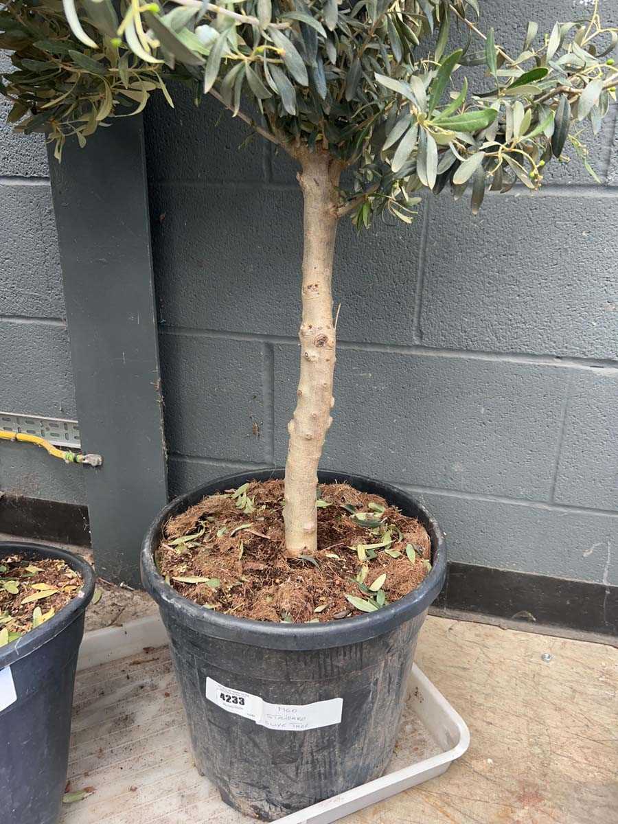 Lot 4233 - Standard Olive Tree