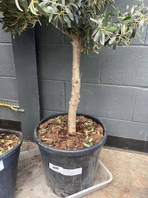 Lot 4233 - Standard Olive Tree