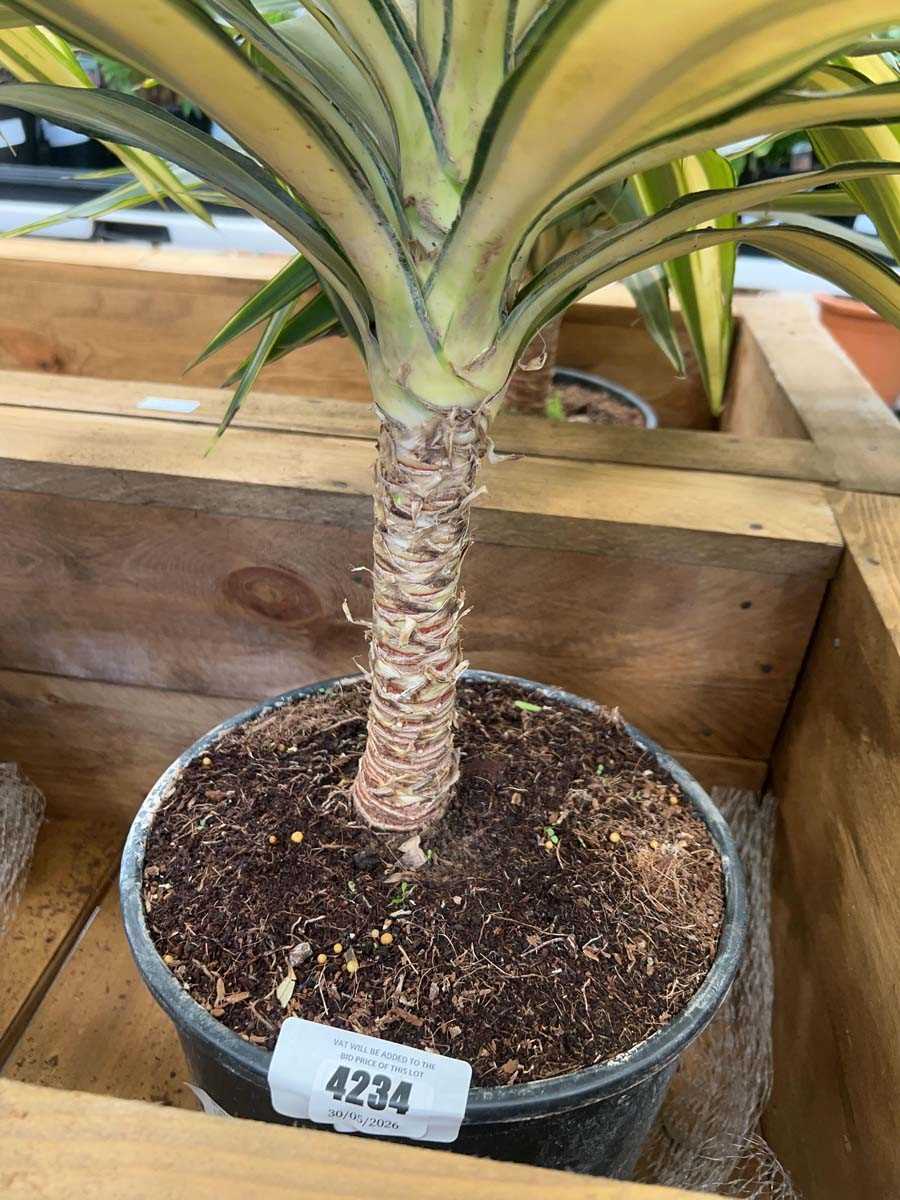 Lot 4234 - Large Yucca