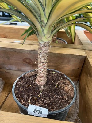 Lot 4234 - Large Yucca