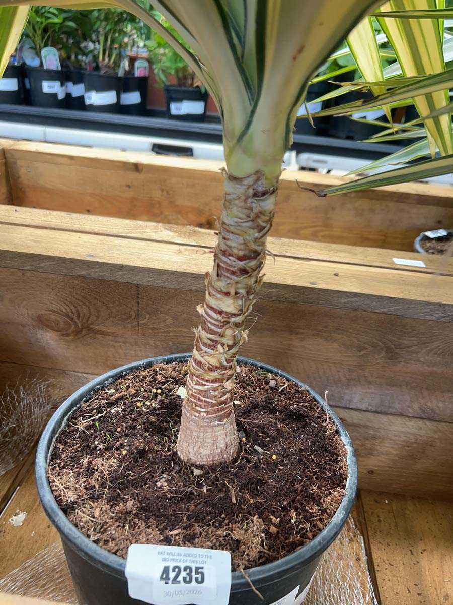 Lot 4235 - Large Yucca