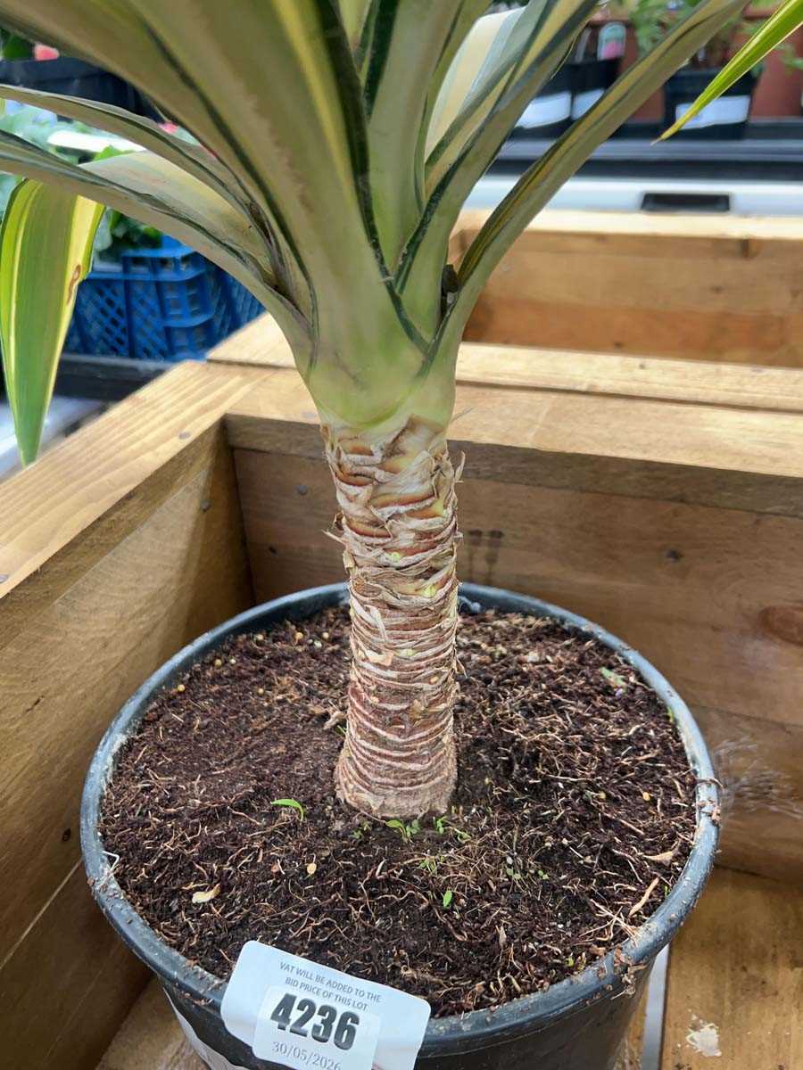 Lot 4236 - Large Yucca