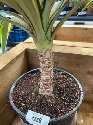 Lot 4236 - Large Yucca