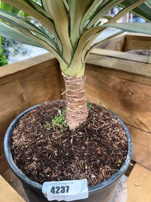 Lot 4237 - Large Yucca