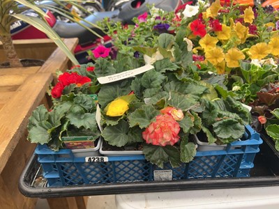 Lot 4238 - Tray of Begonias