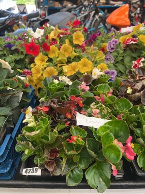 Lot 4239 - Two trays of Begonias