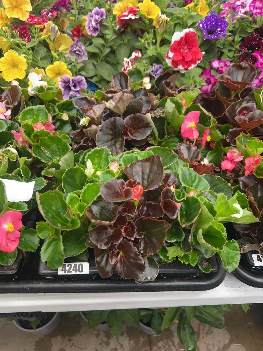 Lot 4240 - Two trays of Begonias