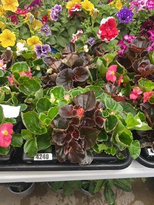 Lot 4240 - Two trays of Begonias