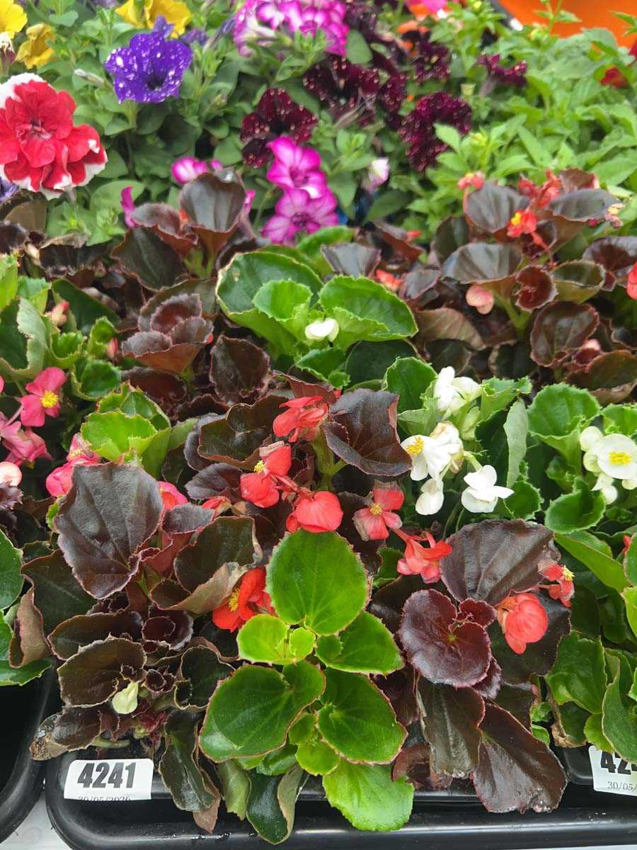 Lot 4241 - Two trays of Begonias